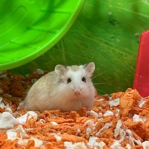 Meet your Posher, Dayra